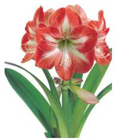 amarilis minerva 1 bulbo 8751 e1495727270271