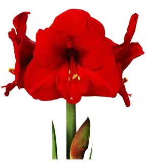 amarilis red lion 1 bulbo 1897 e1495726890321