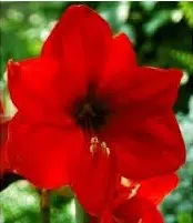 amarilis red lion 1 bulbo 2408 e1495726789422