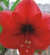 amarilis red lion 1 bulbo 3002 e1495726842218