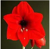 amarilis red lion 1 bulbo 3300 e1495726864774