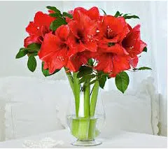 amarilis red lion 1 bulbo 6805 e1495726817616