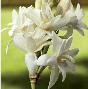 Angélica Flor: 6 Bulbos