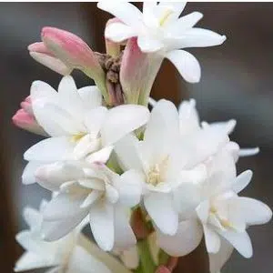 Angélica Flor: 6 Bulbos