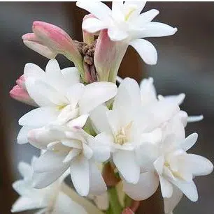 Angélica Flor: 6 Bulbos