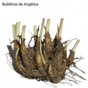 Angélica Flor: 6 Bulbos