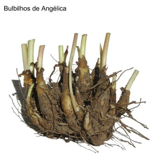 Angélica Flor: 6 Bulbos - SoFlor Sementes