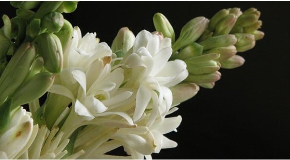 Angélica Flor: 6 Bulbos - SoFlor Sementes