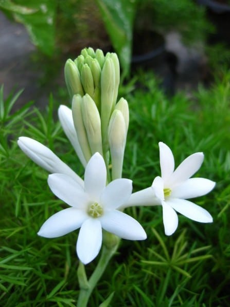 Angélica Flor: 6 Bulbos - SoFlor Sementes