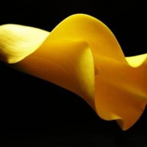 Copo de Leite Amarelo: 1 Bulbo