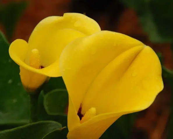 Copo de Leite Amarelo: 1 Bulbo