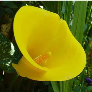 copo de leite amarelo 1 bulbo 7481 e1495641527815