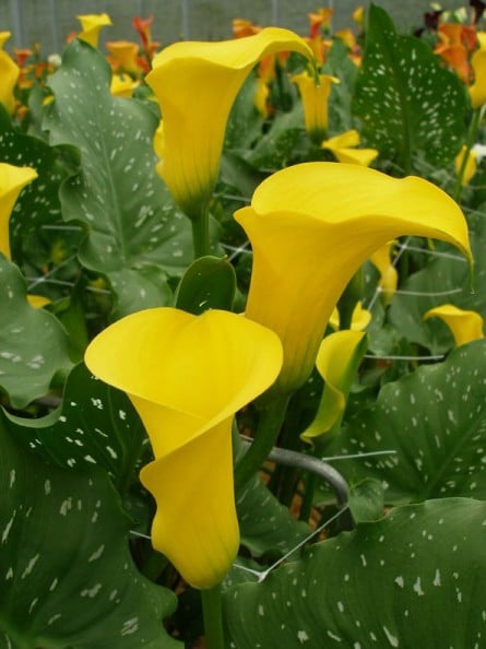 Copo de Leite Amarelo: 1 Bulbo - SoFlor Sementes