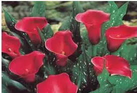 copo de leite creme zant black eyed 1 bulbo 3727 e1495639664718