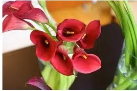 copo de leite creme zant black eyed 1 bulbo 4124 e1495639683940