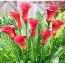 copo de leite creme zant black eyed 1 bulbo 4721 e1495639702797