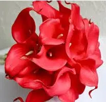 Copo de Leite Creme (Zant Black Eyed): 1 Bulbo