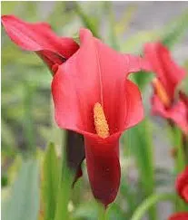 copo de leite creme zant black eyed 1 bulbo 9818 e1495639731872