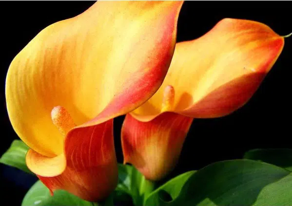 copo de leite laranja 1 bulbo 0472 e1495642084642