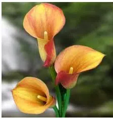 Copo de Leite Laranja: 1 Bulbo