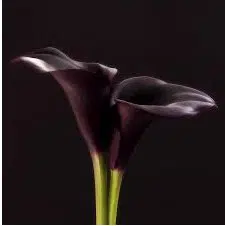 copo de leite negro 1 bulbo 0645 e1495639597785