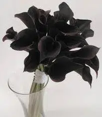 copo de leite negro 1 bulbo 1256 e1495639221556