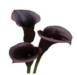 copo de leite negro 1 bulbo 1759 e1495639198881