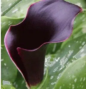 copo de leite negro 1 bulbo 2648 e1495639615678