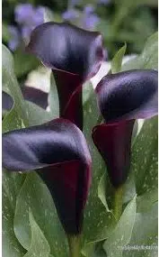 copo de leite negro 1 bulbo 2665 e1495639151732