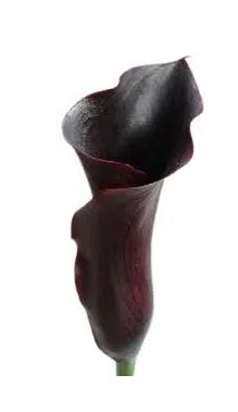 copo de leite negro 1 bulbo 9768 e1495639130316