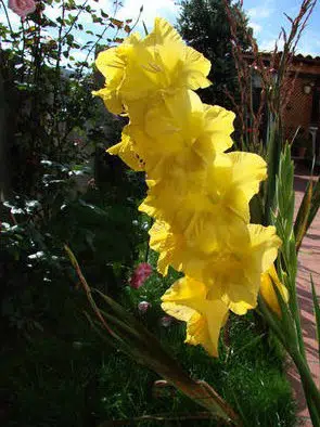gladiolo amarelo 5 bulbos 2970 e1495638377117