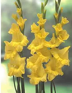 gladiolo amarelo 5 bulbos 5567 e1495638396974