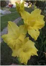 gladiolo amarelo 5 bulbos 7573 e1495638355805