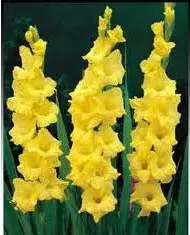 Gladíolo Amarelo: 5 Bulbos