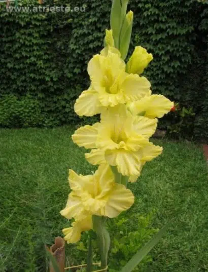 gladiolo amarelo 5 bulbos 7964 e1495638415230