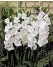 gladiolo branco 5 bulbos 2695 e1495638220753
