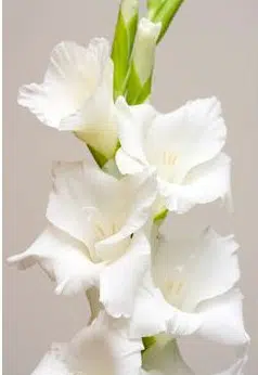gladiolo branco 5 bulbos 6791 e1495638243213