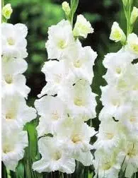 gladiolo branco 5 bulbos 7498 e1495638202823