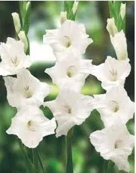 Gladíolo Branco: 5 Bulbos