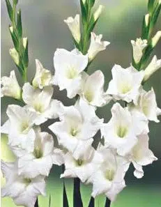 gladiolo branco 5 bulbos 8182 e1495638297614