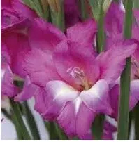 gladiolo lilas 5 bulbos 2307 e1495638145622