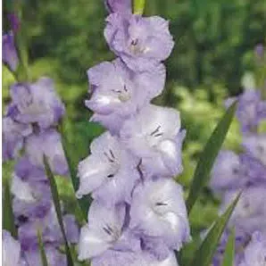 gladiolo lilas 5 bulbos 7804 e1495638164265
