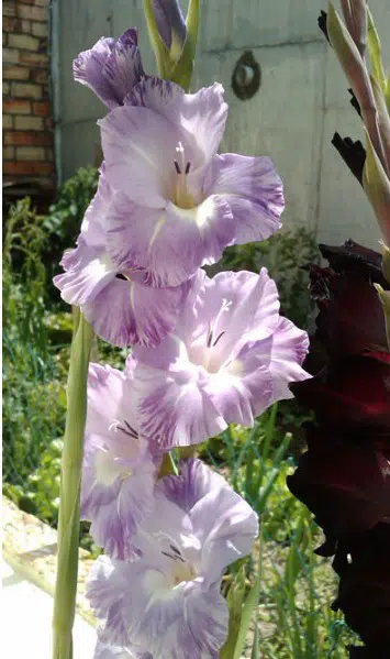 gladiolo lilas 5 bulbos 8011 e1495638124986