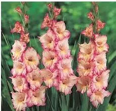 gladiolo priscila 5 bulbos 2141 e1495637580203