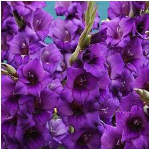 Gladíolo Púrpura: 5 Bulbos