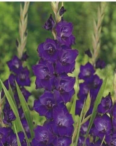 Gladíolo Púrpura: 5 Bulbos