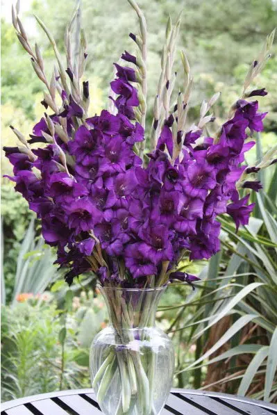 gladiolo purpura 5 bulbos 4353 e1495637484713