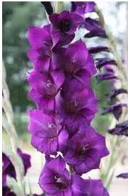 gladiolo purpura 5 bulbos 6759 e1495637427715