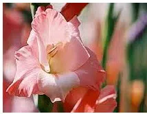 gladiolo rosa 5 bulbos 3977 e1495637278157