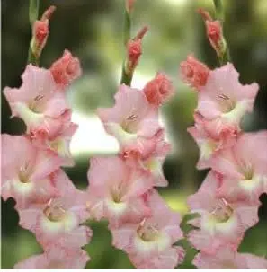 gladiolo rosa 5 bulbos 4980 e1495637258443
